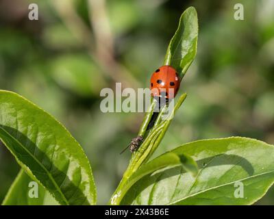 A single ladybird feeding on aphids on the young shoot tips of Euonymus alatus Stock Photo