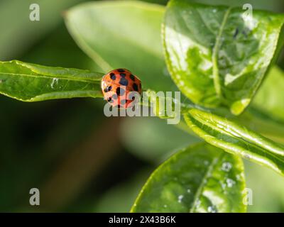 A single ladybird feeding on aphids on the young shoot tips of Euonymus alatus Stock Photo