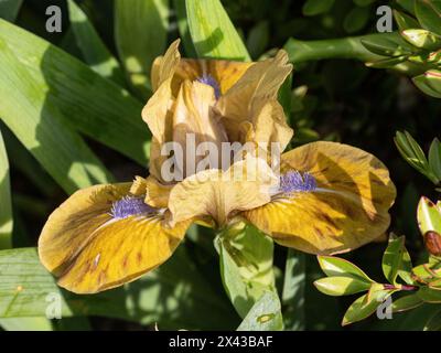 Close up of a single flower of the dwarf Iris 'Prince' Stock Photo