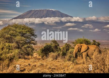 Kilimanjaro in morning with Elephant, Amboseli National Park, Africa Stock Photo