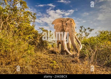 Craig the Elephant, largest Amboseli elephant, Amboseli National Park, Africa Stock Photo