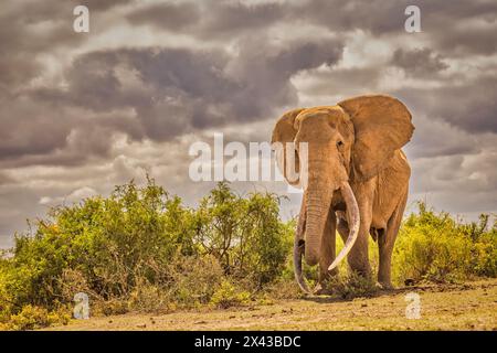 Craig the Elephant, largest Amboseli elephant, Amboseli National Park, Africa Stock Photo