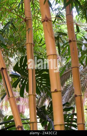 Marrakech, Morocco. Tall stalks of bamboo. Stock Photo