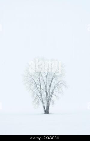 Canada, Manitoba, Dugald. Hoarfrost, covered plains cottonwood tree in fog. Stock Photo
