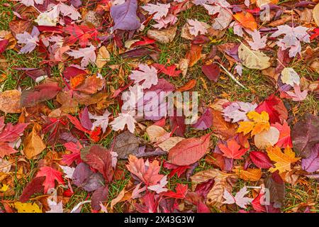 Canada, Manitoba, Winnipeg. Autumn maple leaves on ground. Stock Photo