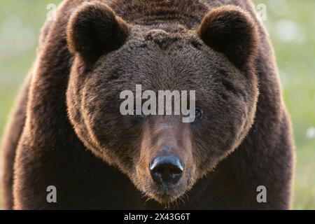 Close-up portrait of European brown bear, Ursus arctos. Kuhmo, Oulu, Finland. Stock Photo