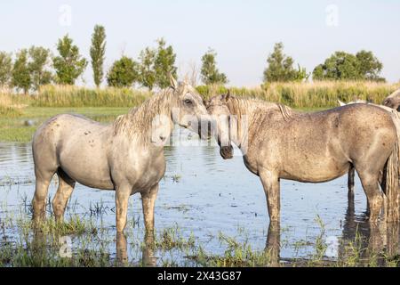 Saintes-Maries-de-la-Mer, Bouches-du-Rhone, Provence-Alpes-Cote d'Azur, France. Horses in the marshes of the Camargue. Stock Photo
