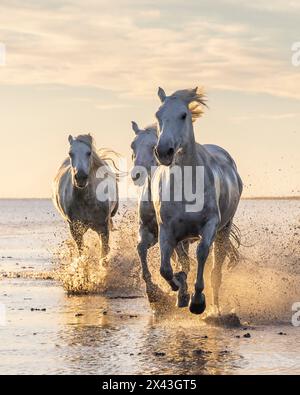 Saintes-Maries-de-la-Mer, Bouches-du-Rhone, Provence-Alpes-Cote d'Azur, France. Camargue horses running through water at sunrise. Stock Photo