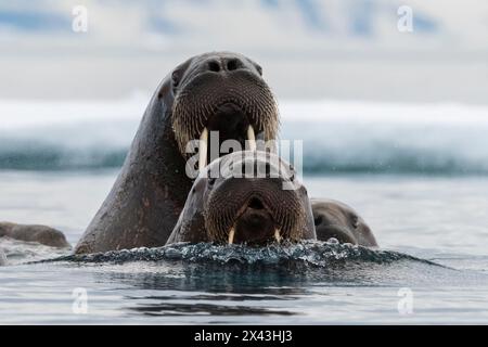 Atlantic walruses, Odobenus rosmarus, in Arctic water. Nordaustlandet, Svalbard, Norway Stock Photo