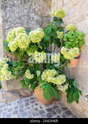 Planter filled with green hydrangeas in the ancient Portuguese village built on the side of a mountain between large boulders with cobblestone streets Stock Photo