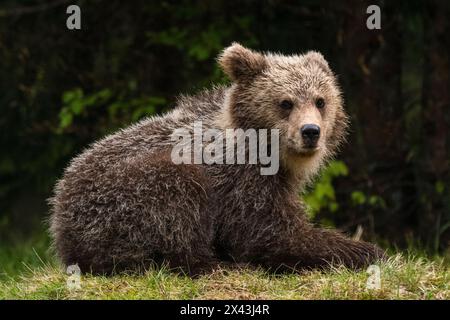 A young European brown bear, Ursus arctos, looking at the camera. Notranjska, Slovenia Stock Photo
