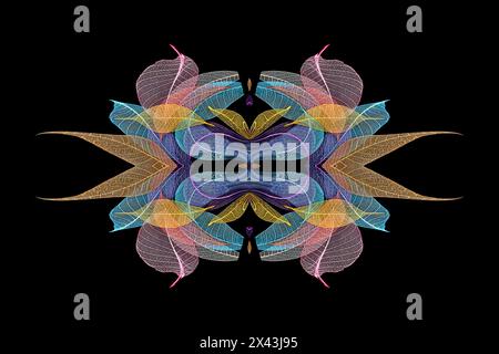 Multi-colored skeleton leaves arranged on black background Stock Photo