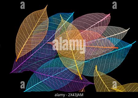 Multi-colored skeleton leaves arranged on black background. Stock Photo