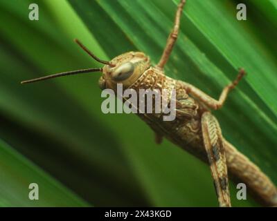 brown grasshopper resting on lemongrass leaf Stock Photo