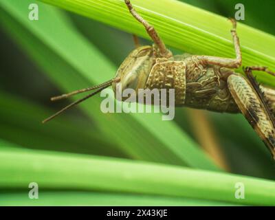 brown grasshopper resting on lemongrass leaf Stock Photo
