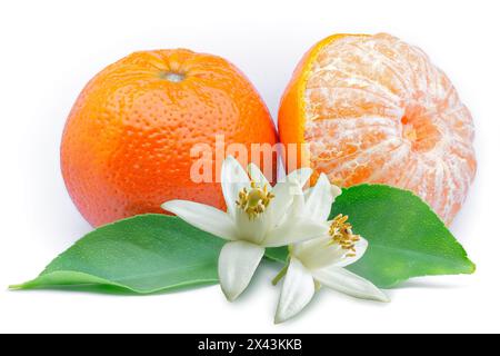 Mandarin (Citrus reticulata), Rutaceae. Also known as tangerines or clementines. Fruit with leaves and flowers on white background. Stock Photo