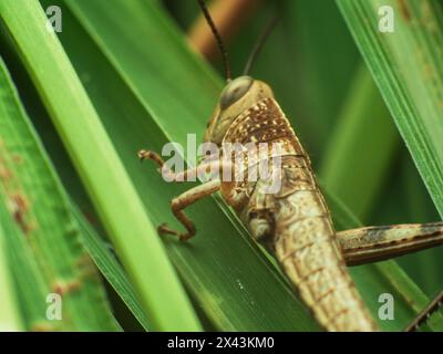brown grasshopper resting on lemongrass leaf Stock Photo