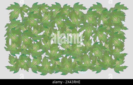 Leaf green grapes Stock Vector