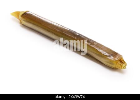 razor clam isolated on white background Stock Photo