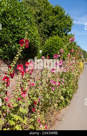 Pink & Red Hollyhocks growing in Salisbury, England Stock Photo