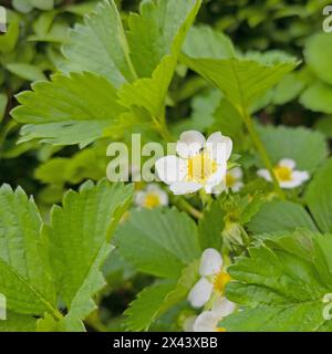 Blooming strawberries, Fragaria, in a close-up Stock Photo