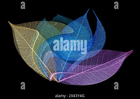 Multi-colored skeleton leaves arranged on black background Stock Photo