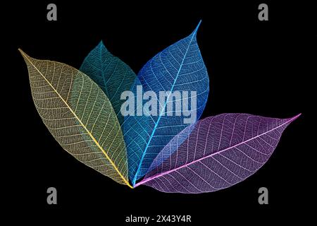 Multi-colored skeleton leaves arranged on black background Stock Photo