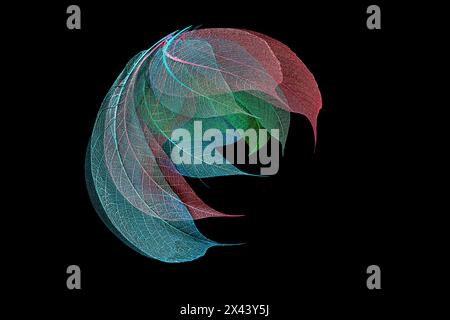 Multi-colored skeleton leaves arranged on black background Stock Photo