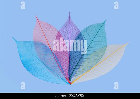 Multi-colored skeleton leaves arranged on light blue background. Stock Photo