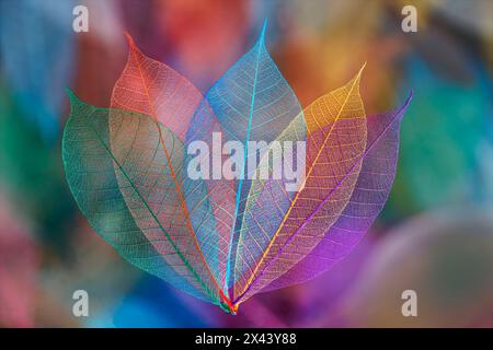 Multi-colored skeleton leaves arranged on black background Stock Photo