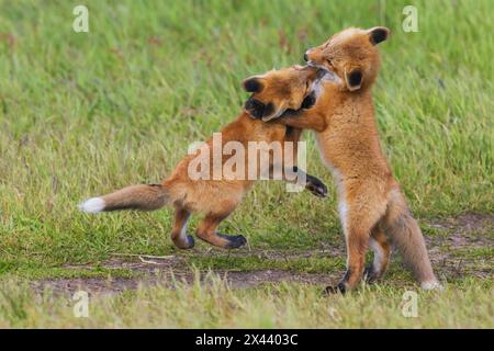 USA, Washington State. San Juan Islands, red fox kits playing Stock Photo