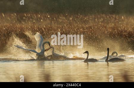 USA, Oregon, Malheur National Wildlife Refuge, trumpeter swans, territory dispute Stock Photo