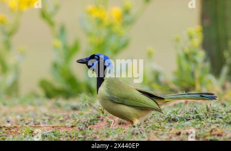 USA, South Texas. Laguna Seca, green jay Stock Photo