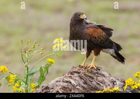 USA, South Texas. Laguna Seca, Harris's hawk Stock Photo