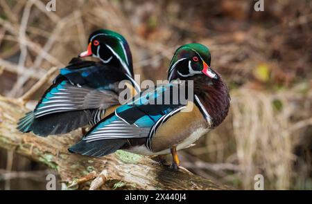 Canada, British Columbia, Boundary Bay, wood duck drakes resting Stock Photo
