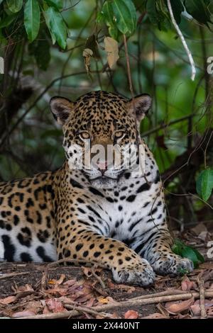 A jaguar, Panthera onca, resting in the shade and looking at the camera. Pantanal, Mato Grosso, Brazil Stock Photo