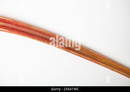 A fresh stalk of rhubarb minimalist isolated on a white background Stock Photo