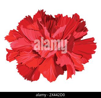 Red carnation isolated on white background Stock Vector Image & Art - Alamy