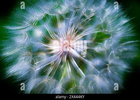 Close-up of the giant dandelion looking plant called salsify in Colorado. Stock Photo