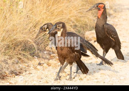 Family of Southern Ground Hornbills (Bucorvus leadbeateri) focus to juvenile, Kruger National Park, Limpopo, South Africa. Listed as Vulnerable due to Stock Photo
