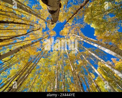 USA, Colorado, Kebler Pass. Aspen forest in fall color as seen from the forest floor, Stock Photo