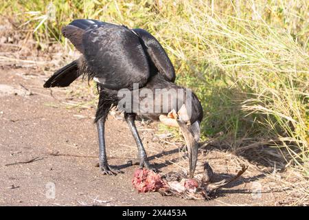 Juvenile Southern Ground Hornbill (Bucorvus leadbeateri)feeding on Swainson's Spurfowl road kill, Kruger National Park, Limpopo, South Africa Stock Photo