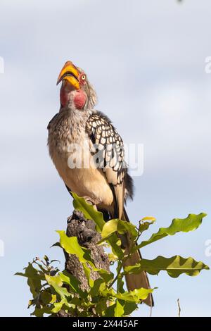 Breeding Male Southern Yellow-billed Hornbill (Tockus leucomelas) at sunset, Limpopo, South Africa perched on bush at sunset Stock Photo