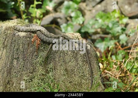 Dice Snake (Natrix tessellata) Pair of animals lying entwined on a tree stump, Hesse, Germany Stock Photo