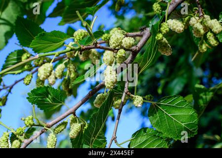 Small wild mulberries with tree branches and green leaves, also known as Morus tree, in a summer garden in a cloudy day, natural background with organ Stock Photo