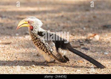 Male Southern Yellow-billed Hornbill (Tockus leucomelas) foraging on the ground, Limpopo, South Africa Stock Photo