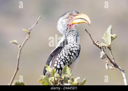 Headshot of a male Southern Yellow-billed Hornbill (Tockus leucomelas) Limpopo, South Africa Stock Photo