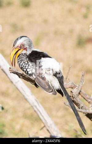 Male Southern Yellow-billed Hornbill (Tockus leucomelas) Limpopo, South Africa perched on branch in grassland savannah Stock Photo