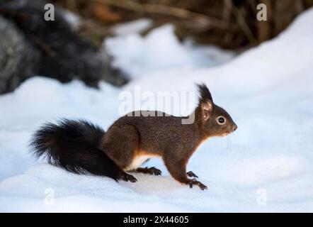 Eurasian red squirrel (Sciurus vulgaris) in winter on snow, Valais, Switzerland Stock Photo