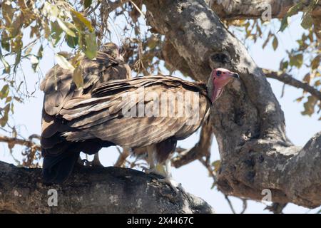 Hooded Vulture (Necrosyrtes monachus) with red facial skin, Kruger National Park, South Africa.Considered Critically Endangered bird Stock Photo